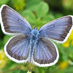 Plebejus argus